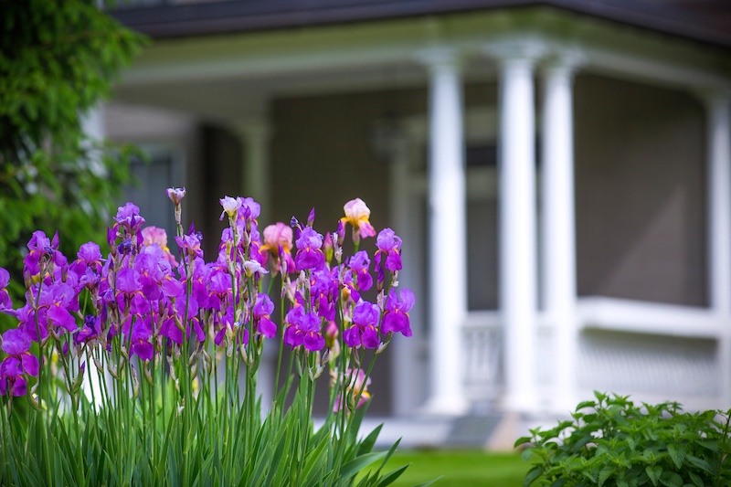 Farm House with purple irises