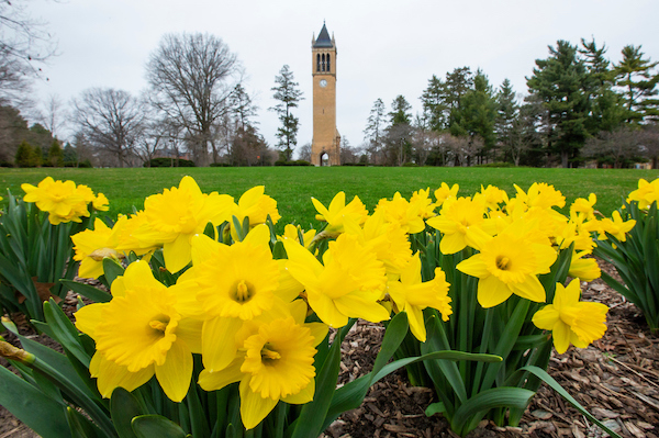 yellow daffodils near the campanile