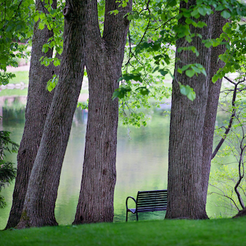 bench by Lake Laverne in the summer